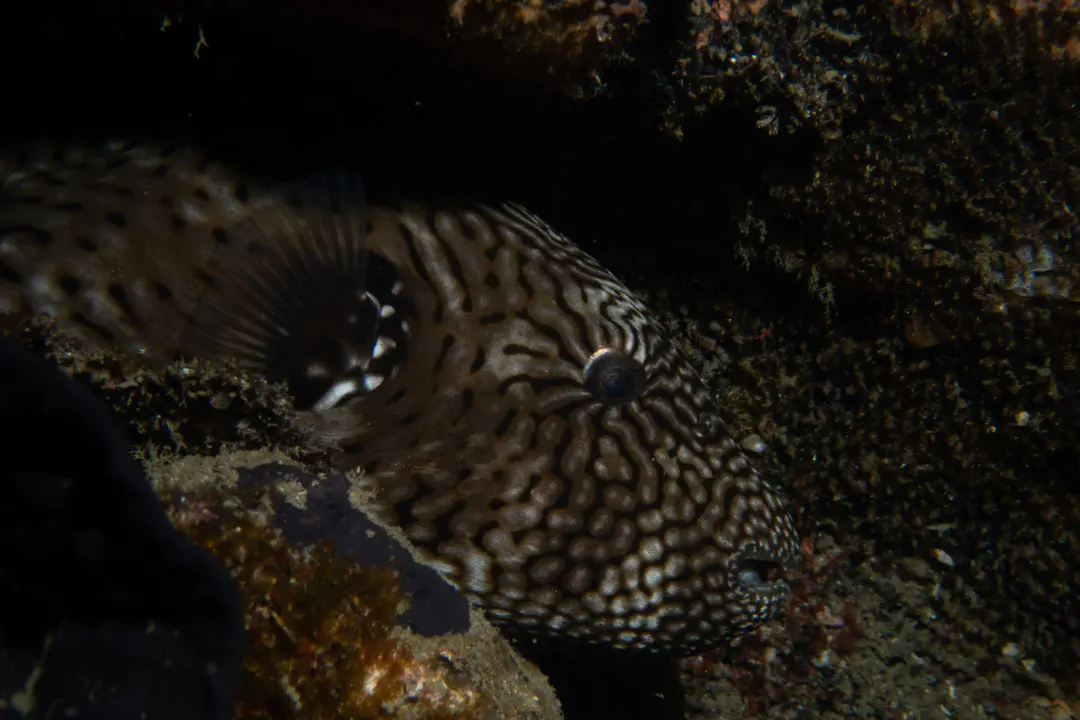 Map Puffer (brown) (Arothron mappa)