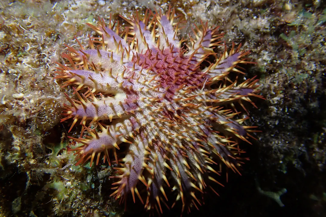 Crown-of-Thorns Sea Star (pale)