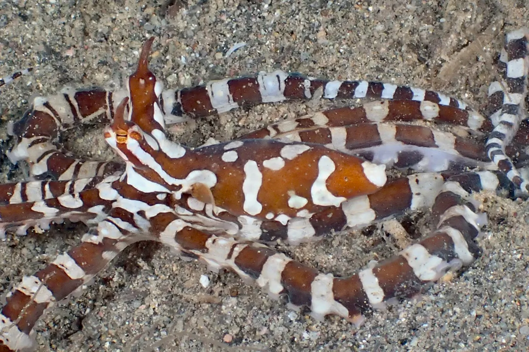 Wonderpus Octopus (Wunderpus photogenicus)