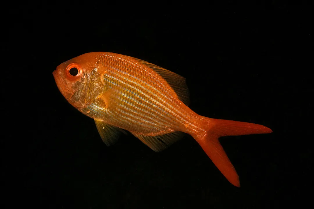 Eastern Nannygai