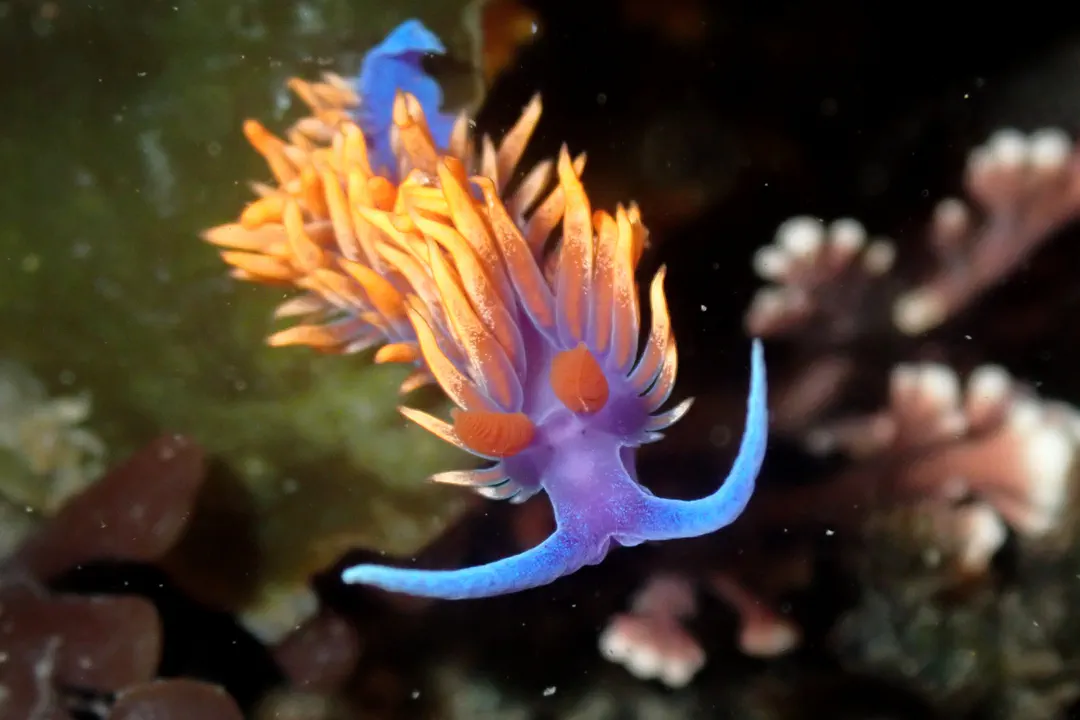 Spanish Shawl