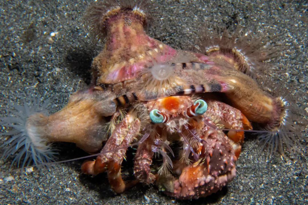 Anemone Hermit Crab