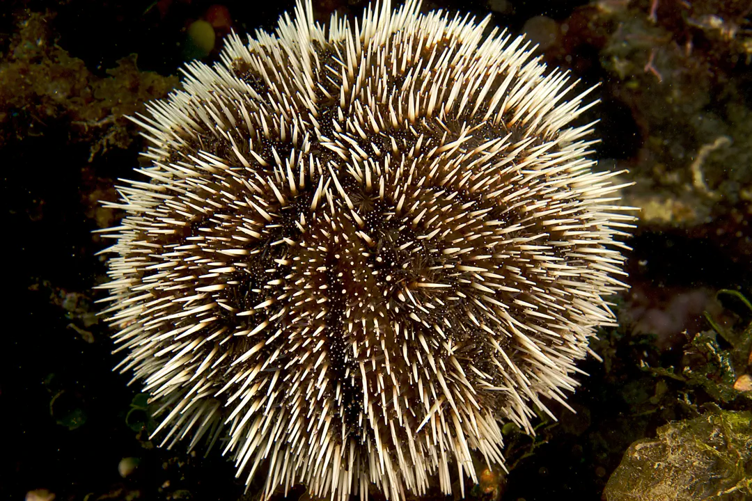 West Indian Sea Egg (Tripneustes ventricosus)
