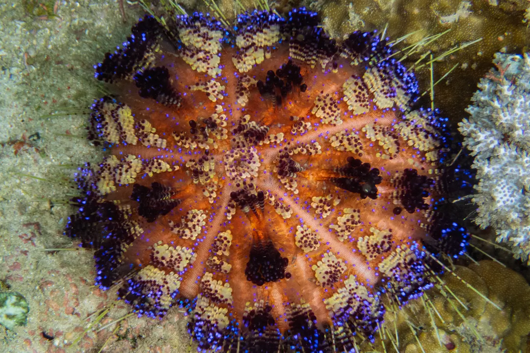 Fire Urchin