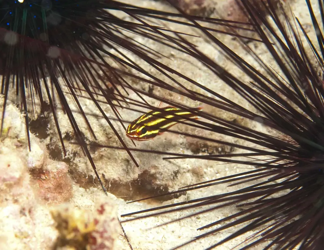 Seabook: Blackstriped Cardinalfish