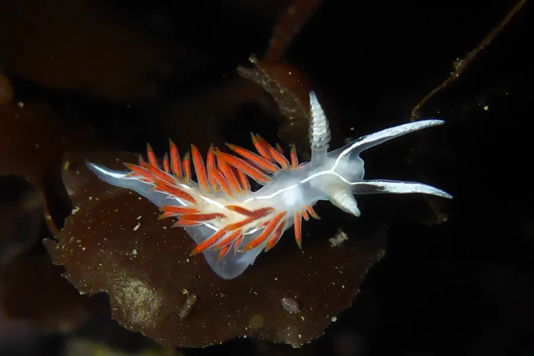 Three-lined Aeolid