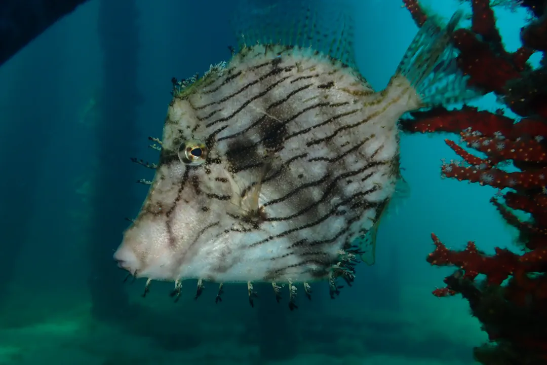 Leafy Filefish