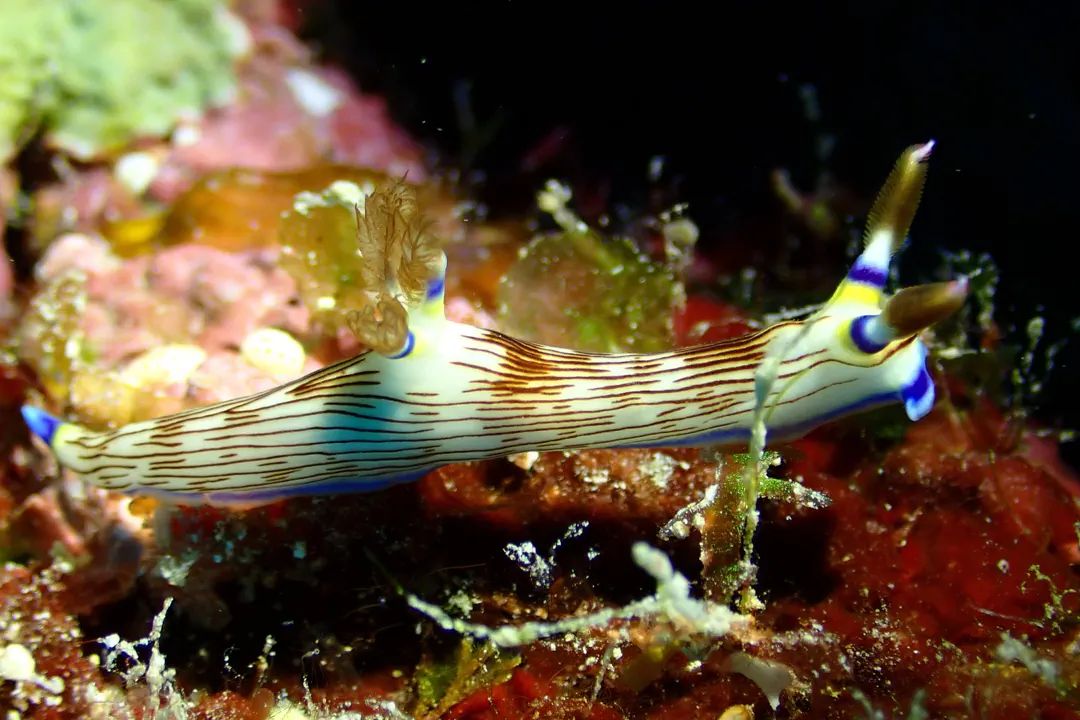 Lined Nembrotha (Nembrotha lineolata)