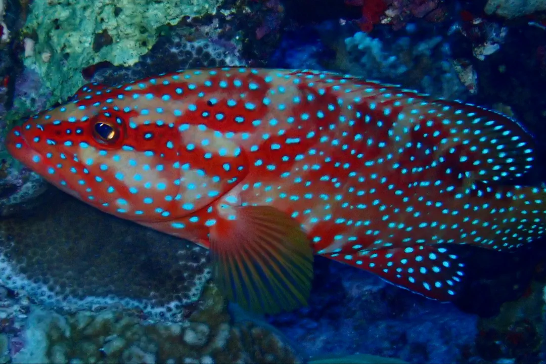 Coral Grouper (striped) (Cephalopholis miniata)