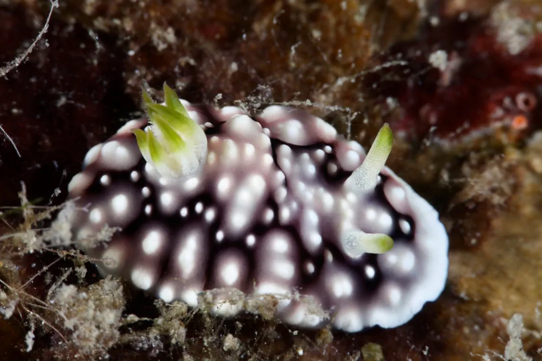 Geometric Goniobranchus (Goniobranchus geometricus)