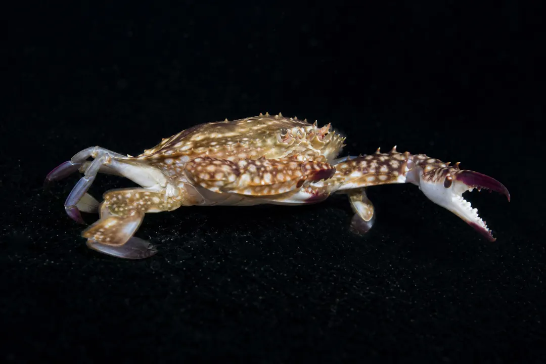 Japanese Blue Crab