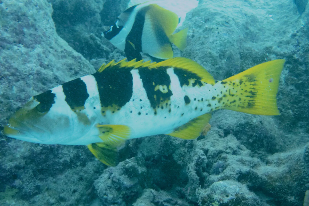 Black Saddle Coral Grouper (footballer phase)