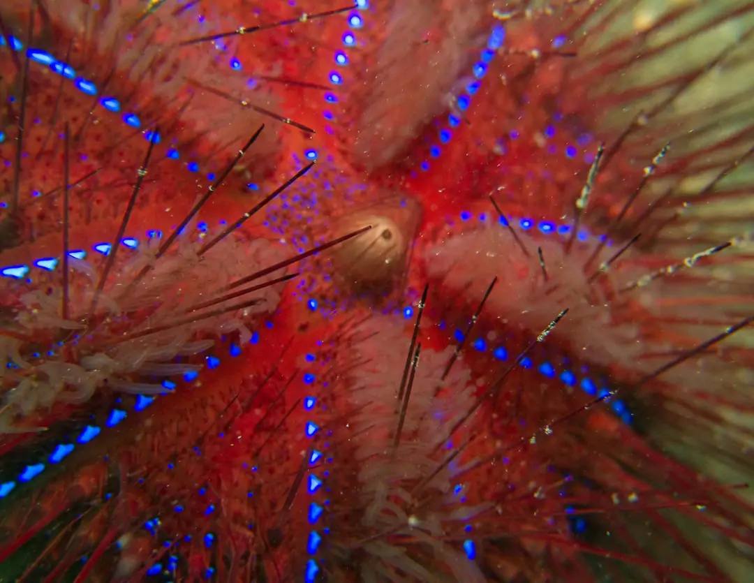 Seabook: Blue-spotted Urchin