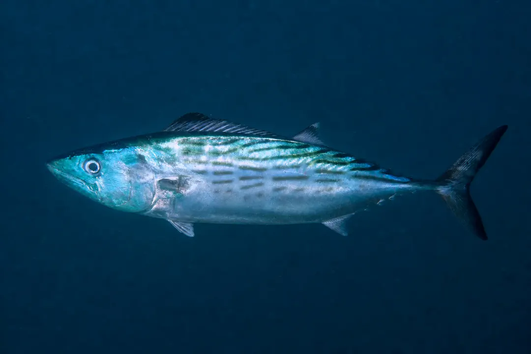 Australian Bonito (Sarda australis)