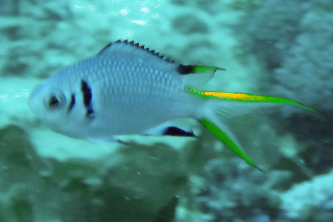 Doublebar Chromis (juvenile) (Chromis opercularis)
