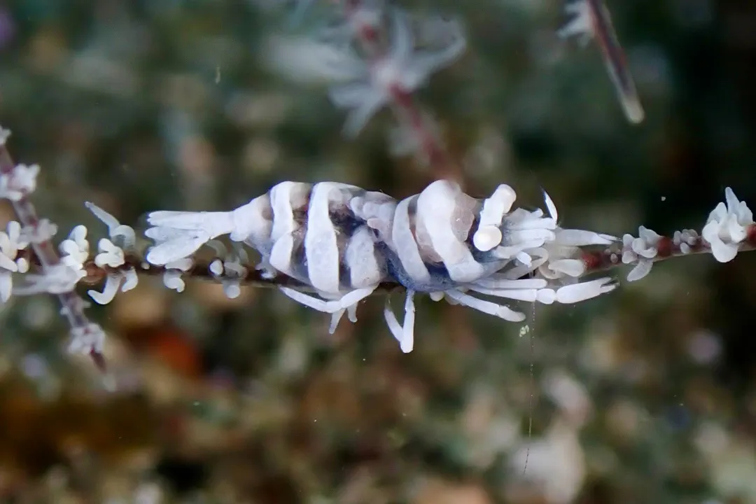Anker's Whip Coral Shrimp