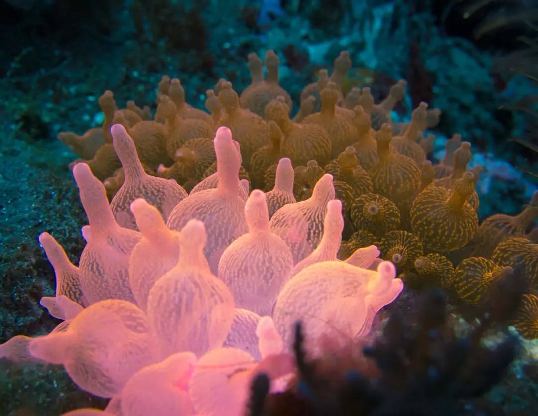 Seabook: Bubble-tip Anemone (pink)