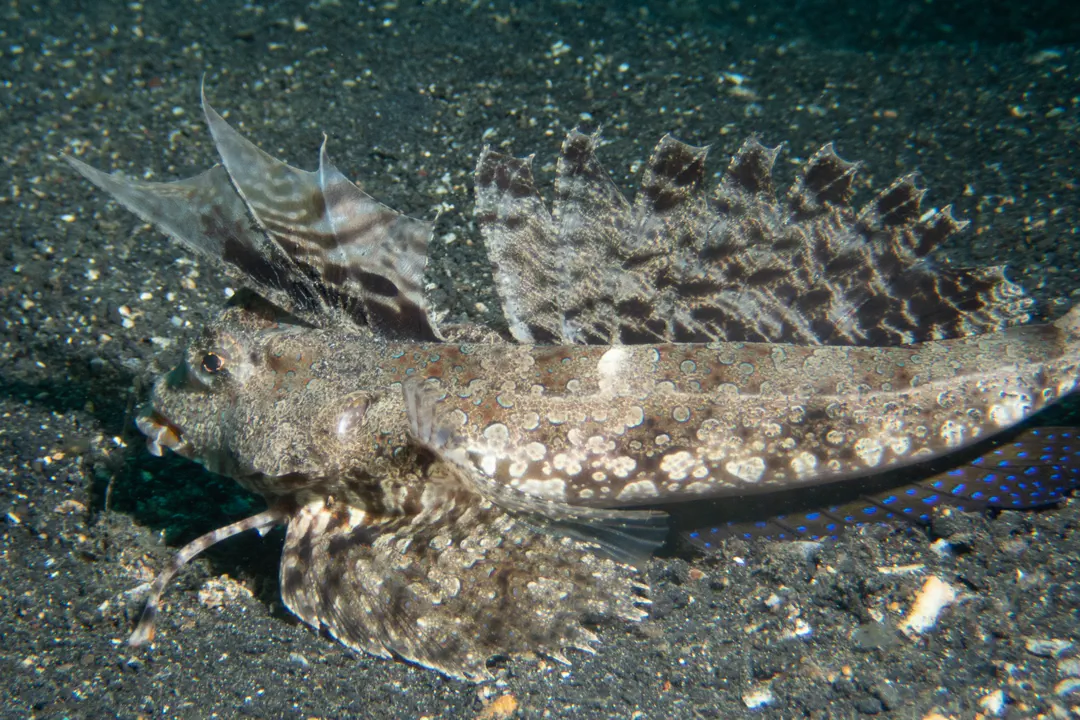 Fingered Dragonet (female)