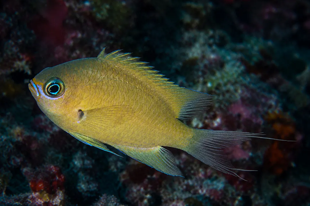 Buff Puller (Chromis xutha)