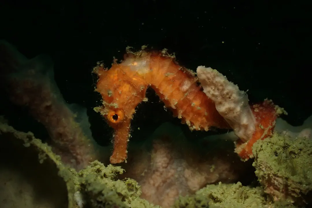 Winged Seahorse (Hippocampus alatus)
