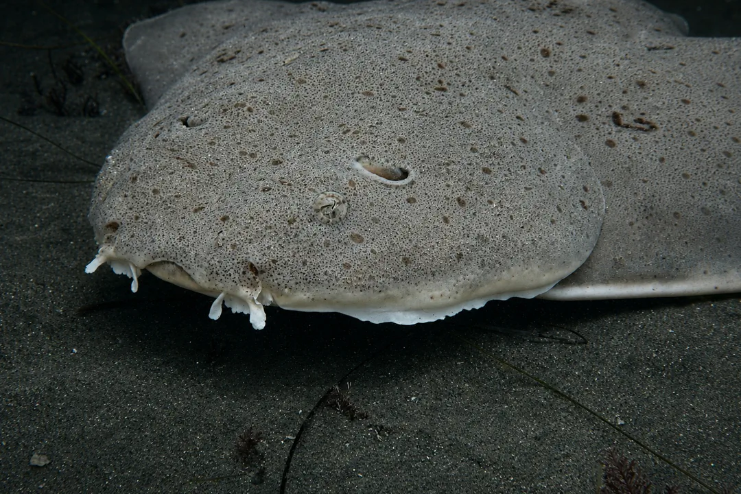 Pacific Angelshark (Squatina californica)