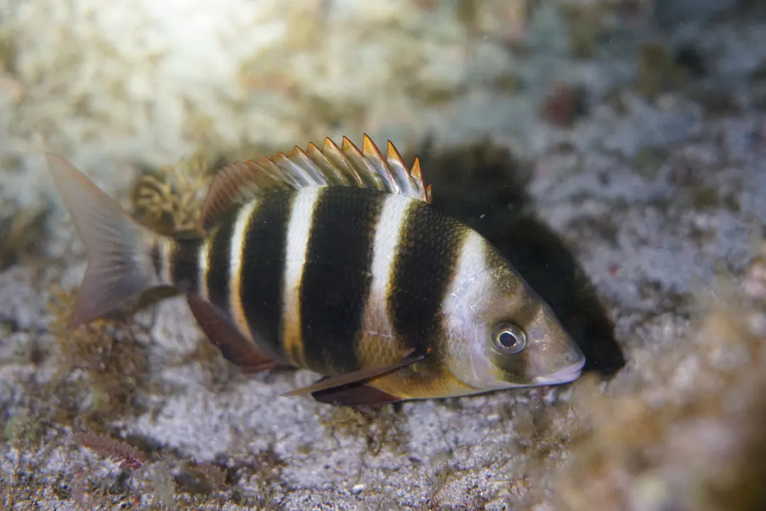 Zebra Sea Bream