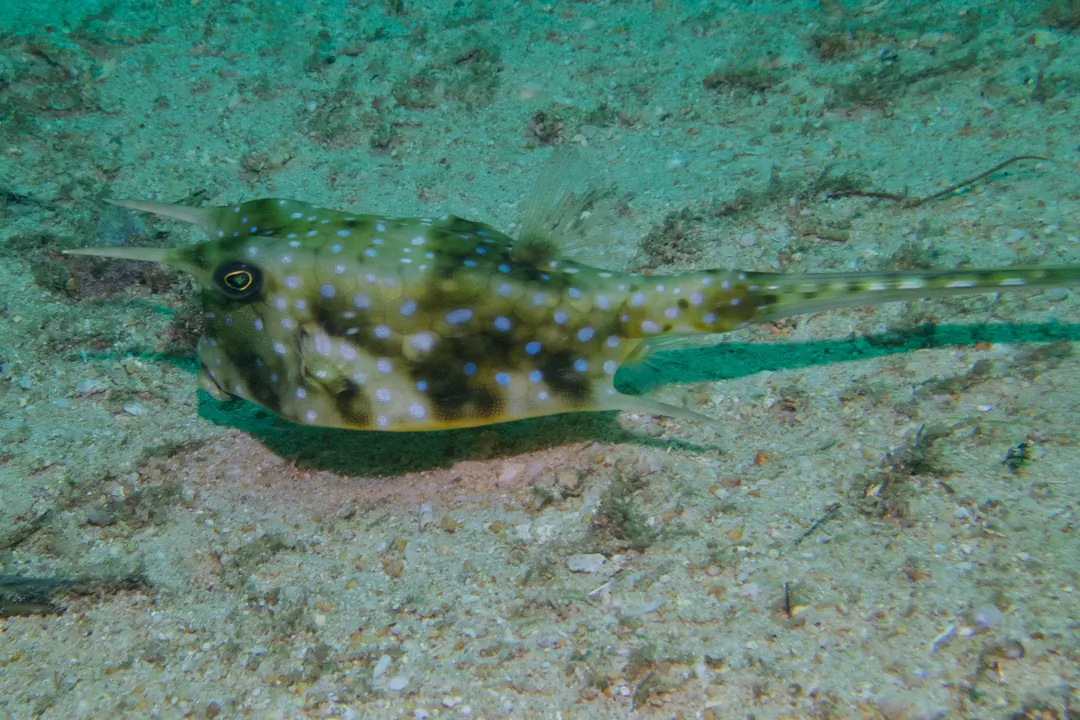 Longhorn Cowfish