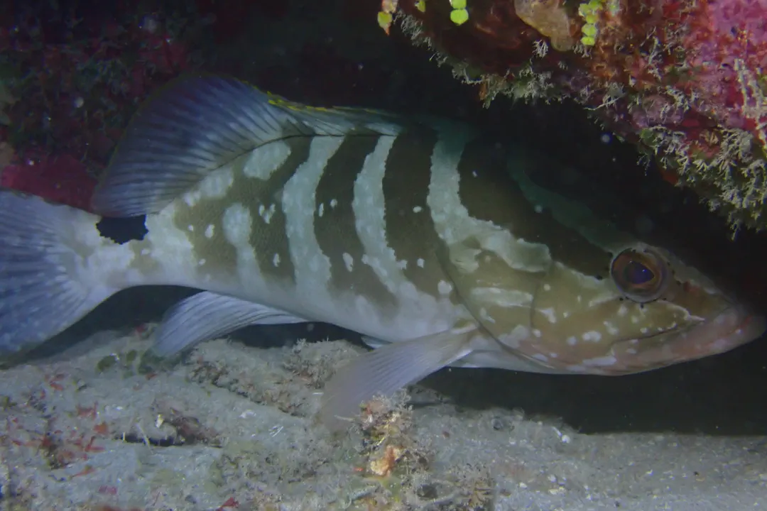 Diving in Mexico: Cenotes, Pacific Pelagics and Cozumel