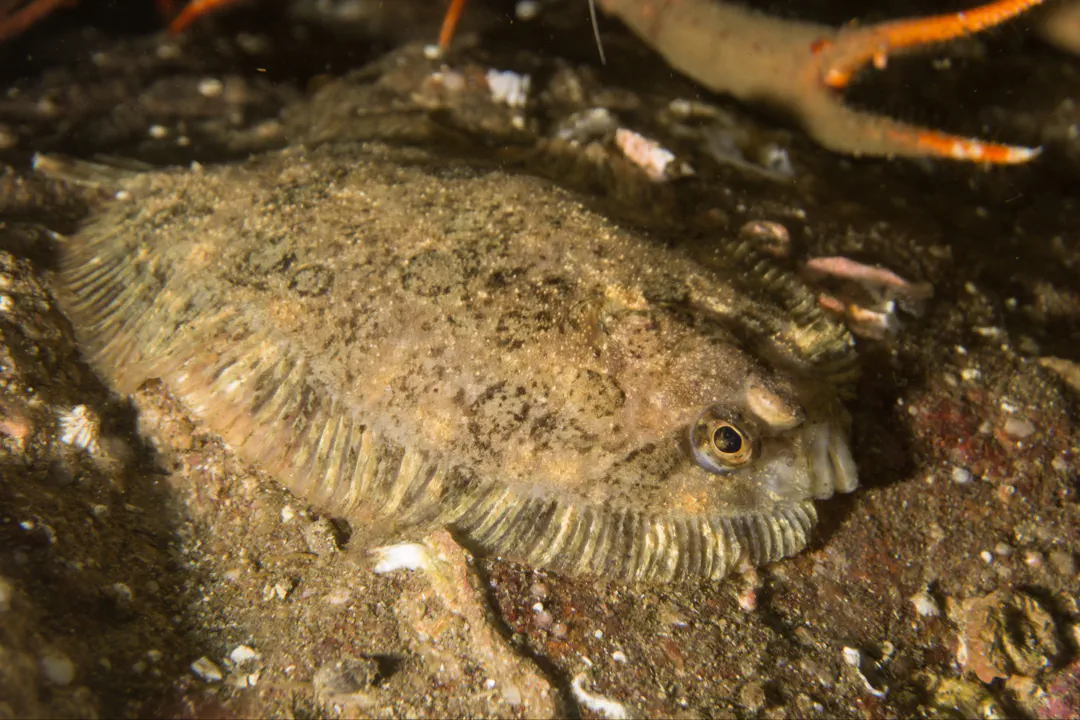 Topknot (Zeugopterus punctatus)