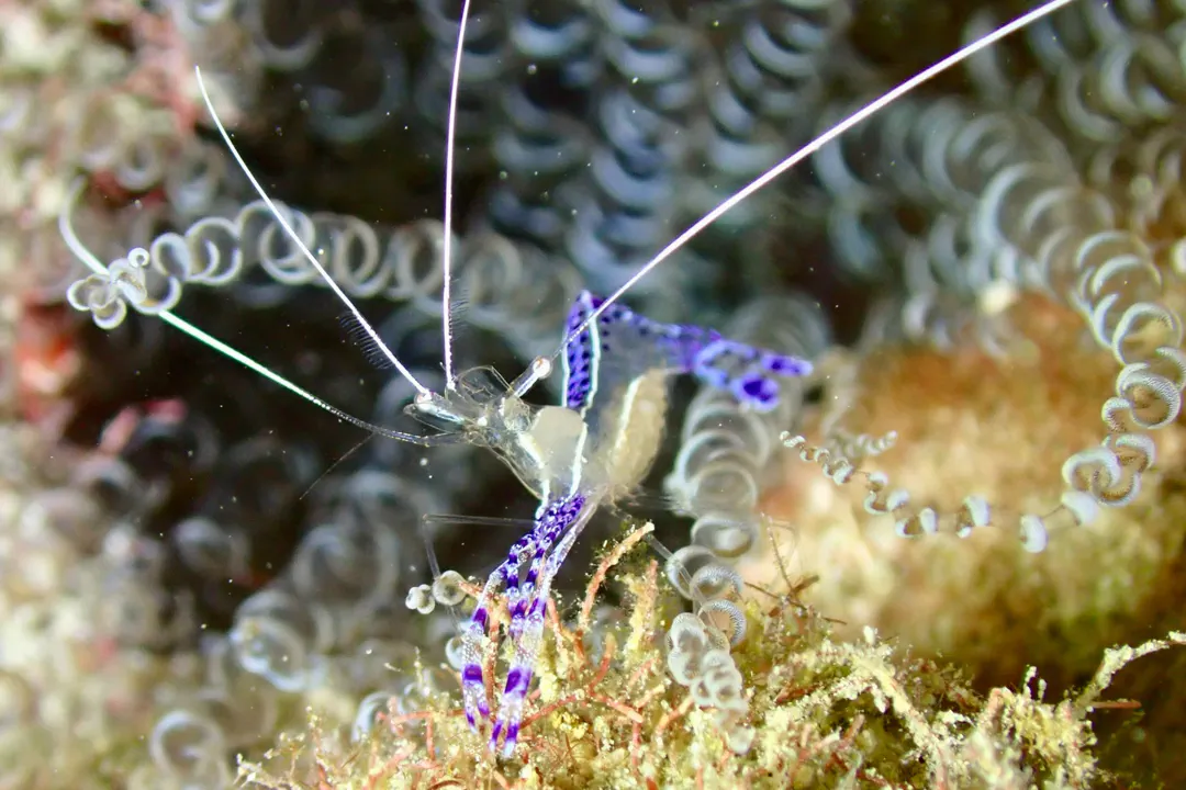 Pederson Cleaner Shrimp (Ancylomenes pedersoni)