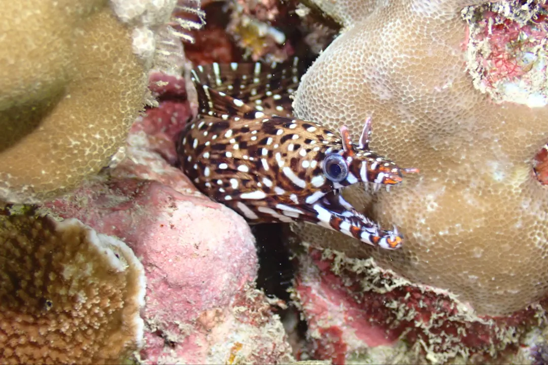 Dragon Moray
