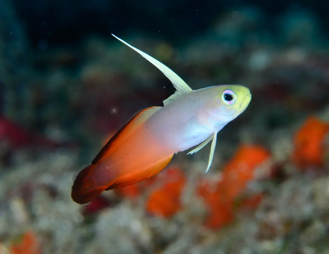 Seabook: Red Fire Goby