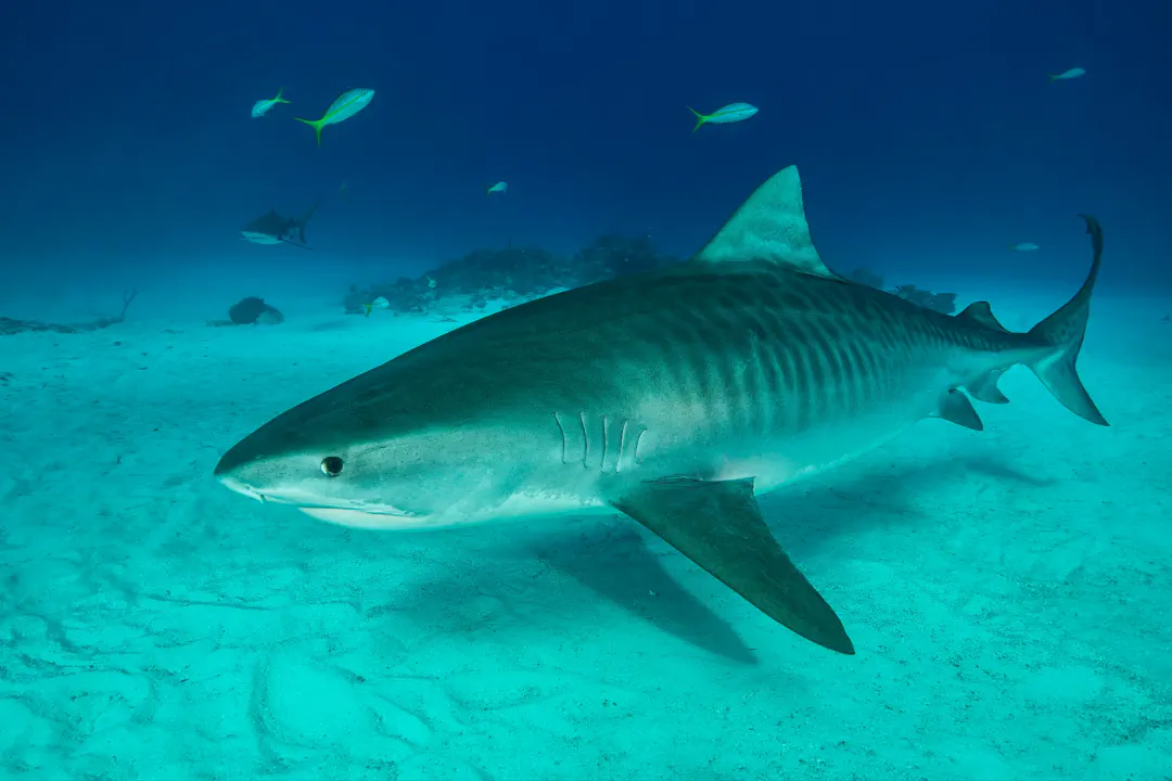 Diving Sri Lanka: Wrecks, Reefs, and Pelagic Encounters
