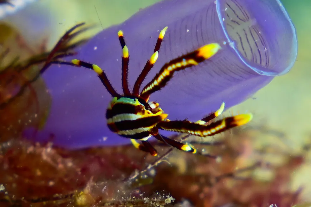 Elegant Squat Lobster