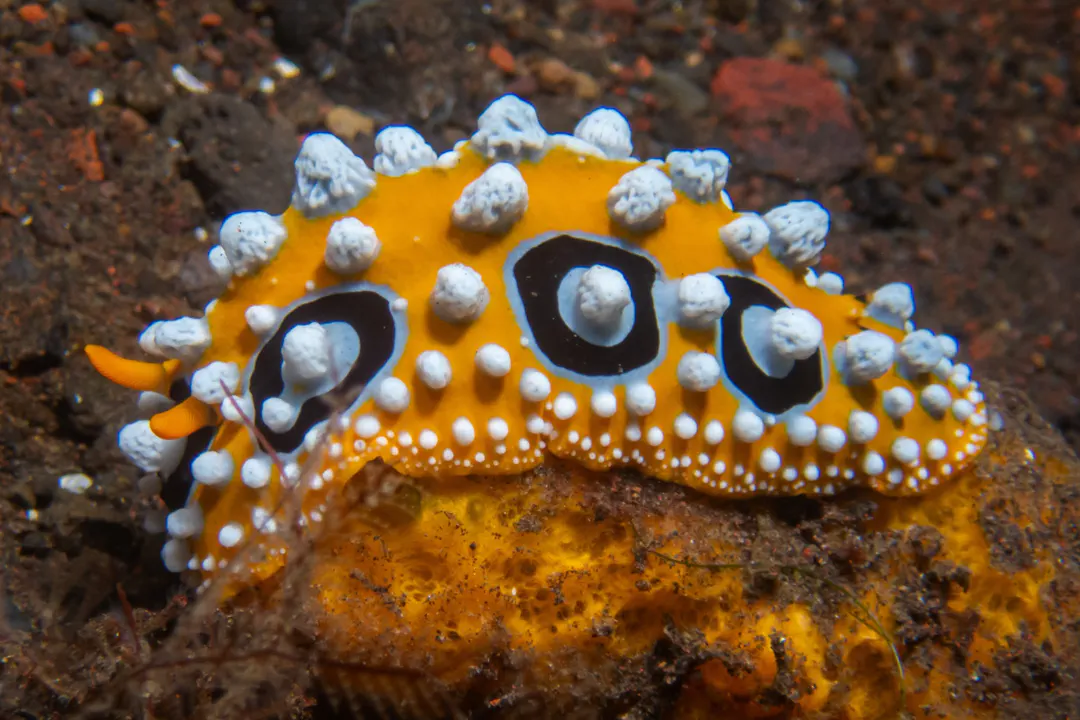 Ocellate Phyllidia