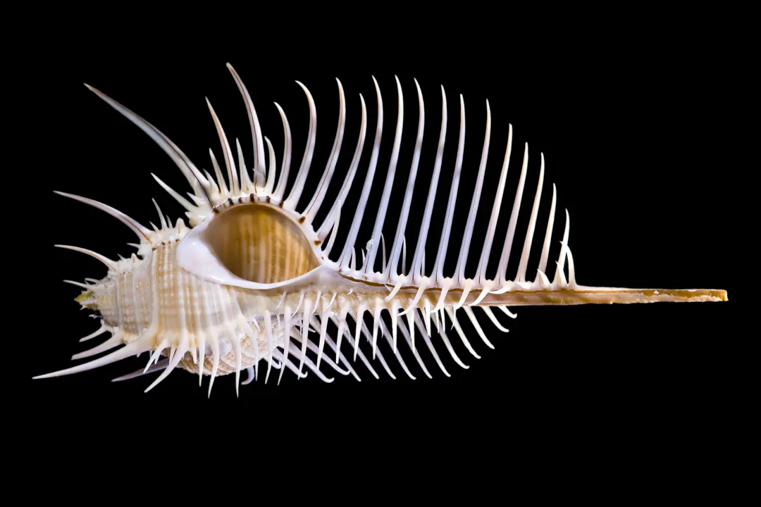 Venus' Comb Murex (Murex pecten)
