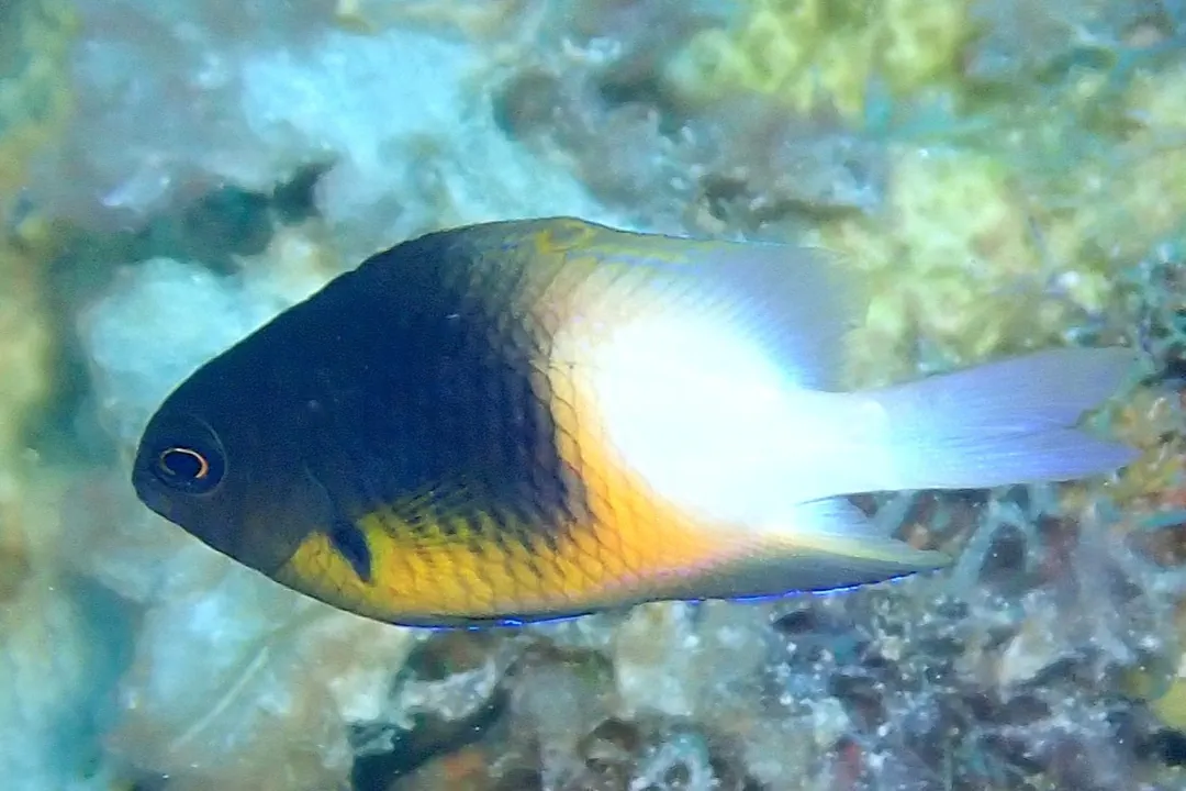Bicolor Damselfish
