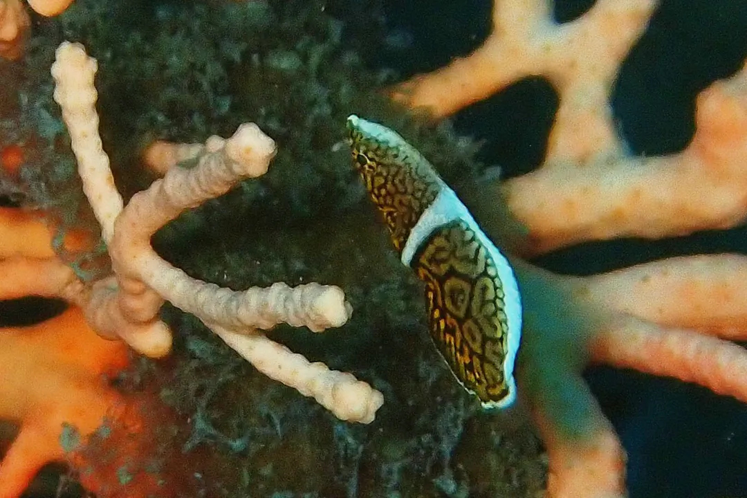Lined Wrasse (juvenile) (Anampses lineatus)