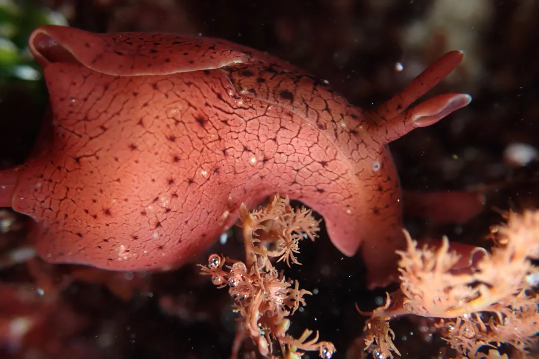 California Seahare