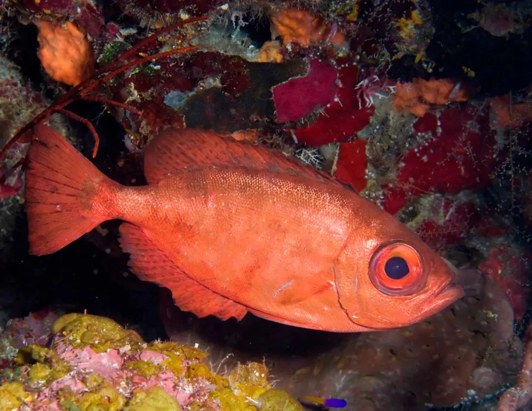 Seabook: Atlantic Bigeye