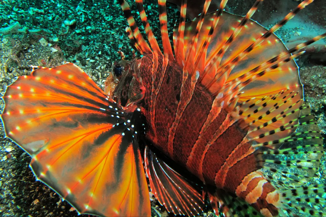 Zebra Lionfish (Dendrochirus zebra)
