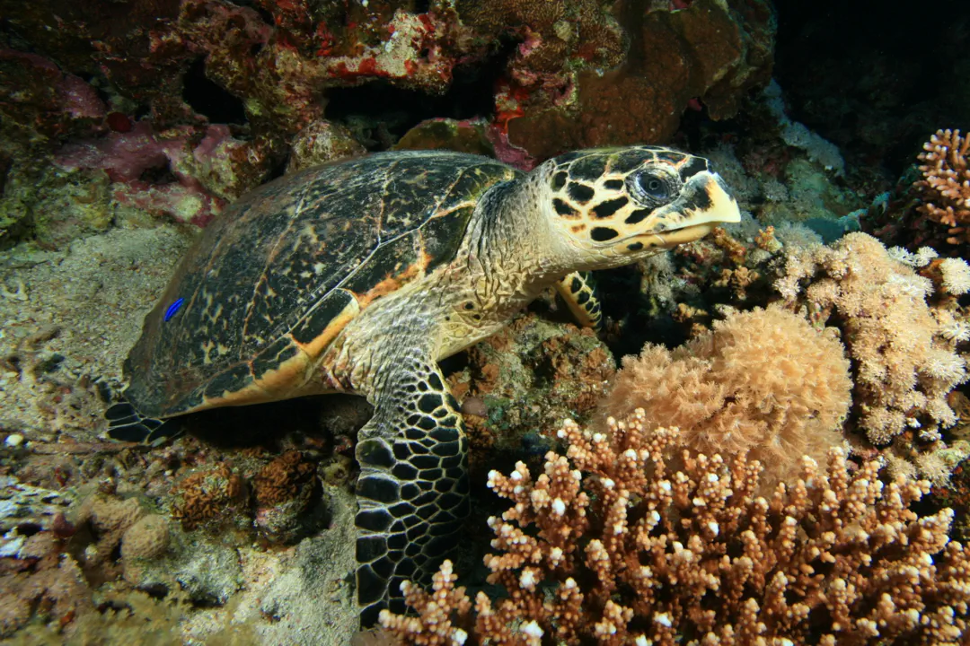 Hawksbill Sea Turtle