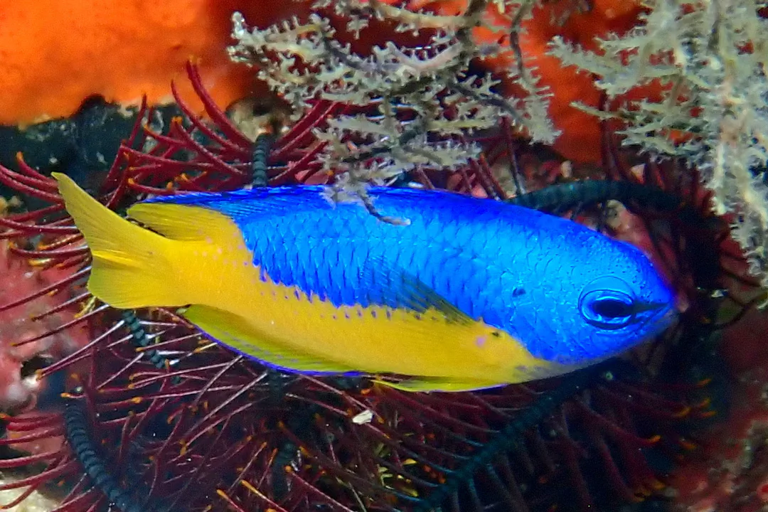 Goldbelly Damsel (Pomacentrus auriventris)