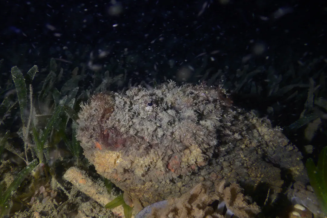 Stonefish (Synanceia verrucosa)