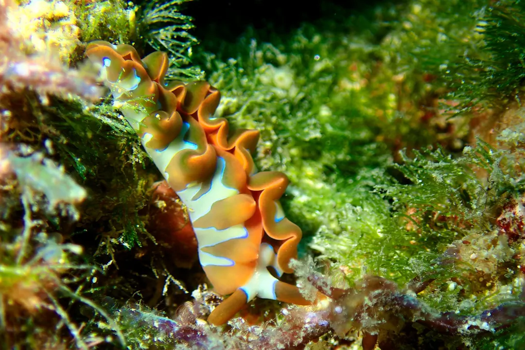 Wavy Sapsucking Slug (Thuridilla undula)