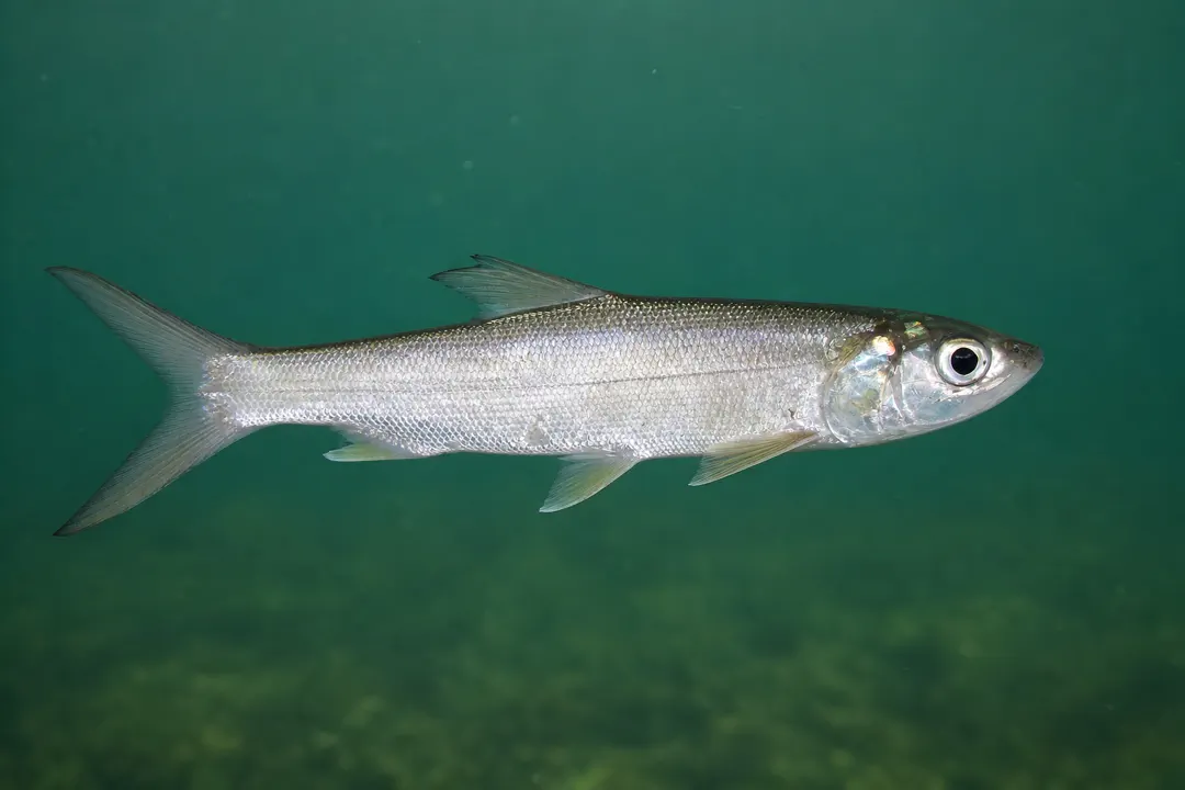 Giant Australian Herring (Elops machnata)