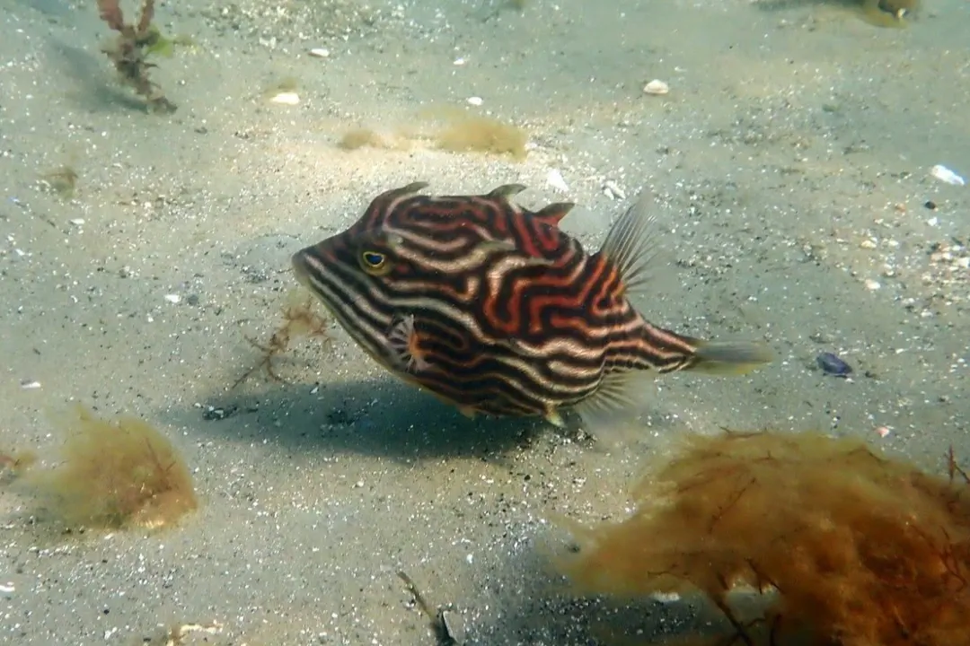 Shaw's Cowfish (juvenile)