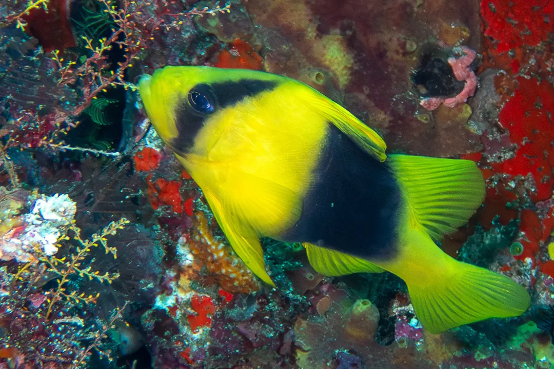 Barred Soapfish (Diploprion bifasciatum)