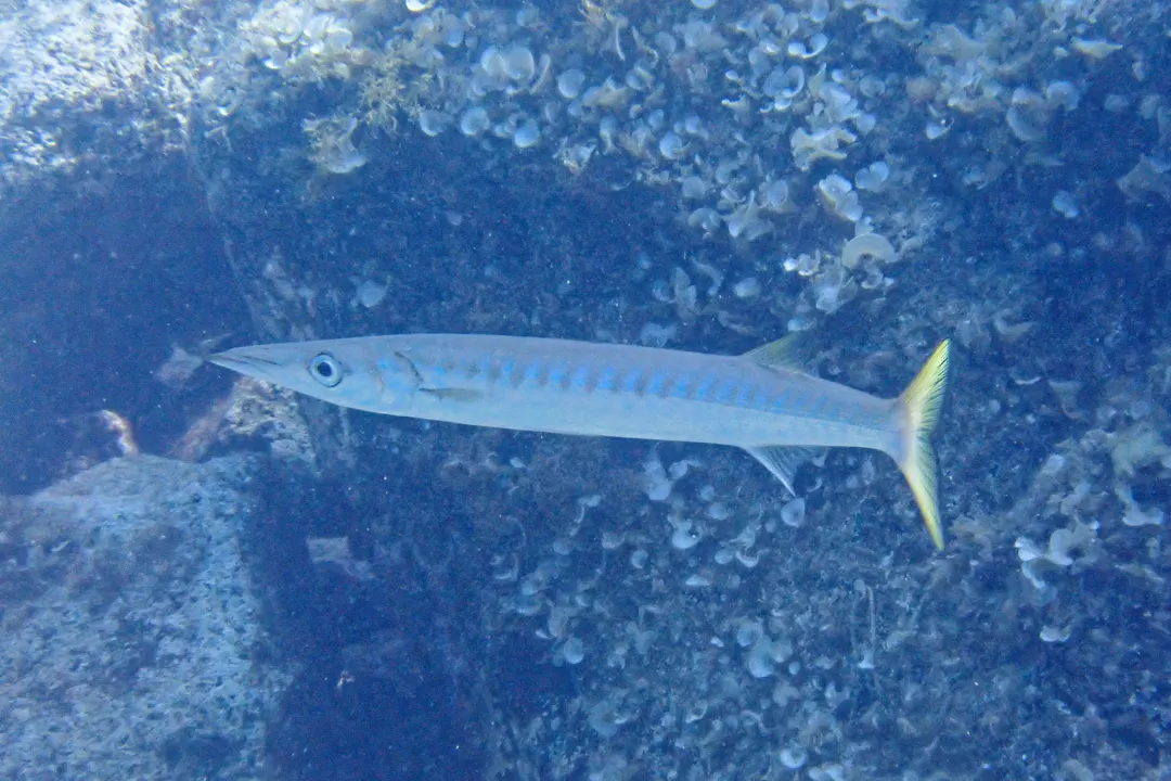 Yellowmouth Barracuda (Sphyraena viridensis)