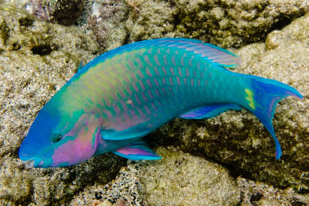 Palenose Parrotfish (Scarus psittacus)